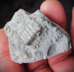 Isocrinus cf. basaltiformis from Gloucester