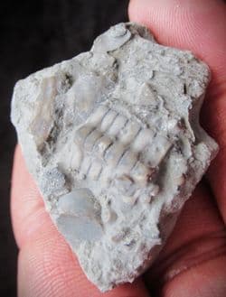 Isocrinus cf. basaltiformis from Gloucester