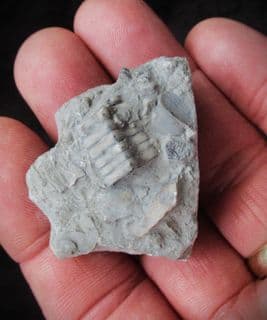 Isocrinus cf. basaltiformis from Gloucester