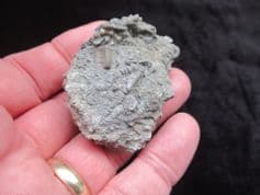 Isocrinus psilonoti from Gloucester