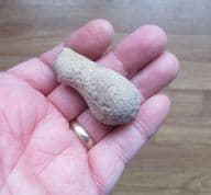 Jerea pyriformis Turonian sponge
