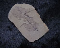 Joffrea leaf from the Oligocene