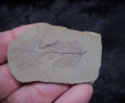 Joffrea leaf from the Oligocene