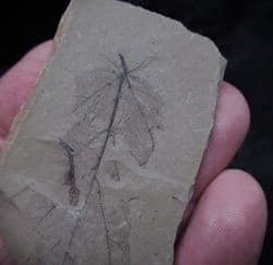 Joffrea leaf from the Oligocene