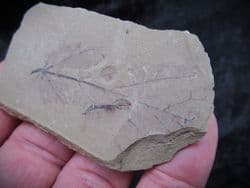 Joffrea leaf from the Oligocene