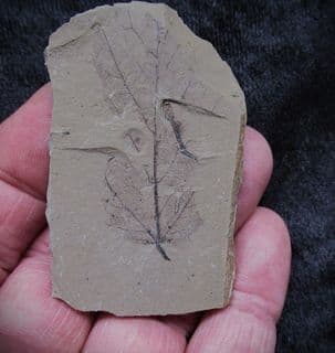 Joffrea leaf from the Oligocene