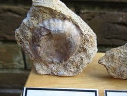 Jurassic Bajocian fossil collection