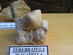 Jurassic Bajocian fossil collection