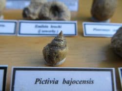 Jurassic Bajocian fossil collection