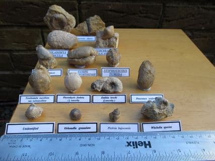 Jurassic Bajocian fossil collection