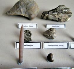 Jurassic oxfordian Fossil Collection