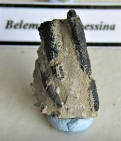 Jurassic oxfordian Fossil Collection