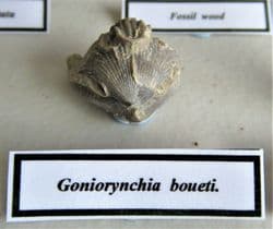 Jurassic oxfordian Fossil Collection