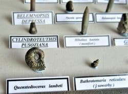 Jurassic oxfordian Fossil Collection