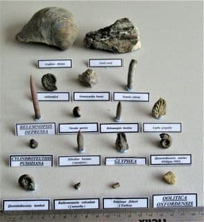 Jurassic oxfordian Fossil Collection