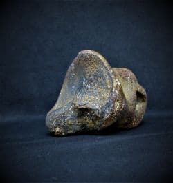 Juvenile Bison Toe bone