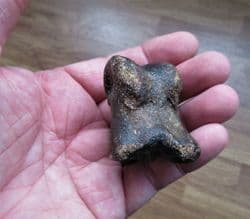 Juvenile Bison Toe bone