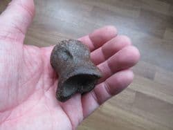 Juvenile Bison Toe bone