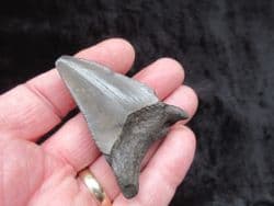 Juvenile Meg tooth WOW!