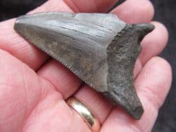 Juvenile Meg tooth WOW!