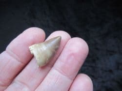 Juvenile Mosasaur tooth