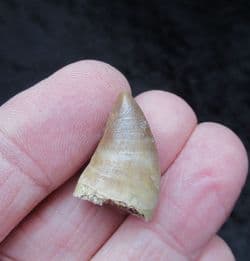 Juvenile Mosasaur tooth