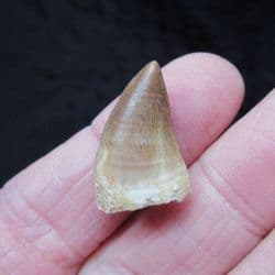 Juvenile Mosasaur tooth
