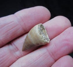 Juvenile Mosasaur tooth