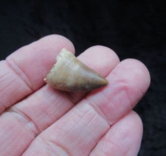 Juvenile Mosasaur tooth