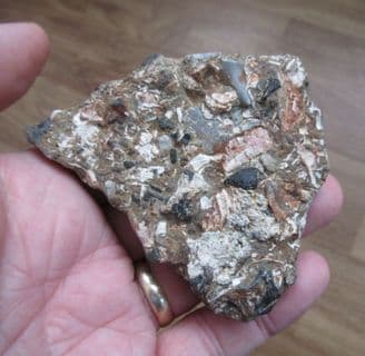 Kimmeridgian Coprolite Bed