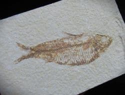 Knightia alta (Leidy 1873)