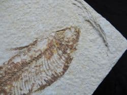Knightia alta (Leidy 1873)