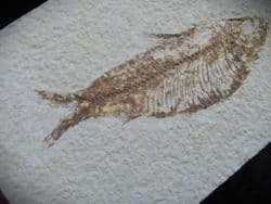 Knightia alta (Leidy 1873)
