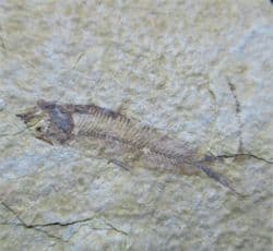 Knightia  eocaena (Jordan 1907)