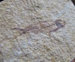 Knightia  eocaena (Jordan 1907)