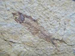 Knightia  eocaena (Jordan 1907)