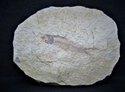 Knightia  eocaena (Jordan 1907)