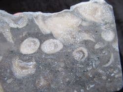 Koninkophyllum species