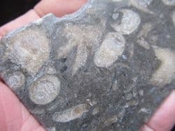 Koninkophyllum species