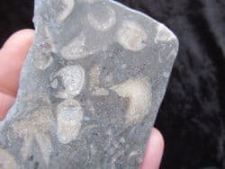 Koninkophyllum species