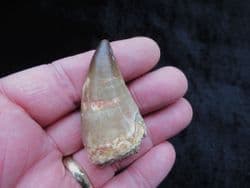 Large Mosasaur tooth