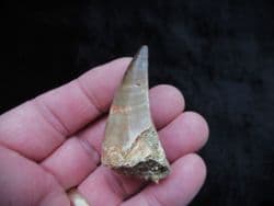 Large Mosasaur tooth