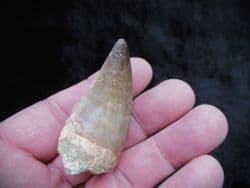 Large Mosasaur tooth