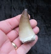 Large Mosasaur tooth