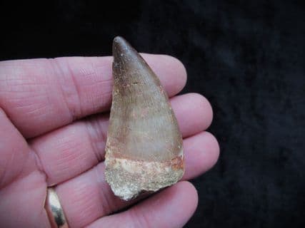 Large Mosasaur tooth