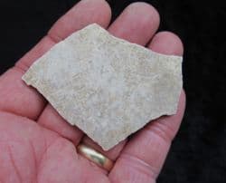 Large piece of Elephant bird eggshell !