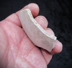 Large piece of Elephant bird eggshell !