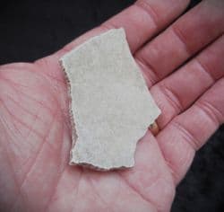 Large piece of Elephant bird eggshell !