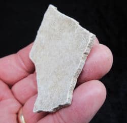 Large piece of Elephant bird eggshell !