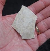Large piece of Elephant bird eggshell !